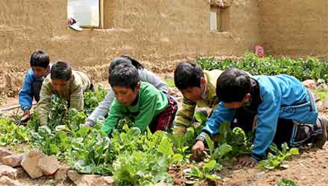 Educational School Gardens for Food Self-sufficiency in Puno