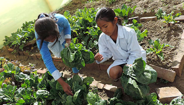 Aymuray Mit’a: School gardens with irrigation systems and canteens
