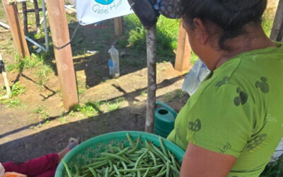 Women from El Caoba promote the sustainable production of green beans in Petén.